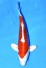 TATEGOI KIKUSUI WEIBLICH +41CM