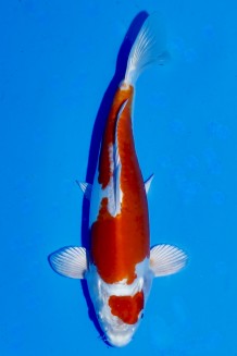 TATEGOI KIKUSUI WEIBLICH Koi kaufen im Koishop