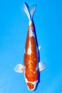 TATEGOI KIKUSUI WEIBLICH Koi kaufen im Koishop