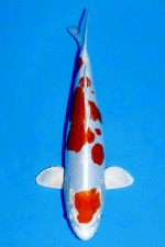 TATEGOI KIKUSUI WEIBLICH