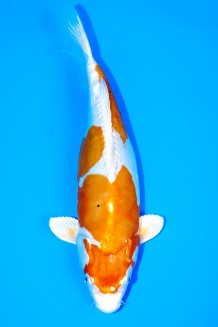 TATEGOI KIKUSUI WEIBLICH Koi kaufen im Koishop