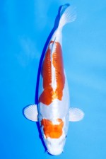 TATEGOI KIKUSUI WEIBLICH J. TOSAI