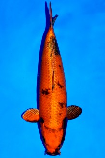 TATEGOI KIN KI-UTSURI +44CM WEIBLICH Koi kaufen im Koishop