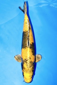 TATEGOI KIN KI-UTSURI Koi kaufen im Koishop