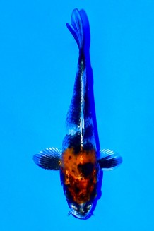 TATEGOI KIN SHOWA Koi kaufen im Koishop