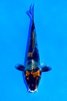 TATEGOI KIN SHOWA Koi kaufen im Koishop