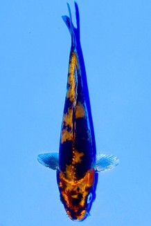 TATEGOI KIN SHOWA Koi kaufen im Koishop