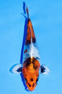 TATEGOI KIN SHOWA WEIBLICH Koi kaufen im Koishop