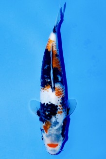TATEGOI KINDAI KANOKO SHOWA WEIBLICH J. TOSAI Koi kaufen im Koishop