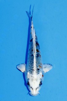 TATEGOI KINDAI KIN SHOWA Koi kaufen im Koishop