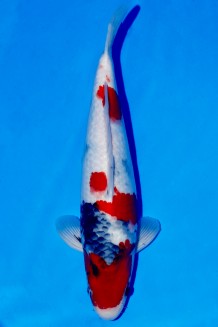 TATEGOI KINDAI SHOWA +45CM Koi kaufen im Koishop