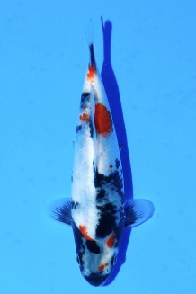 TATEGOI KINDAI SHOWA WEIBLICH Koi kaufen im Koishop