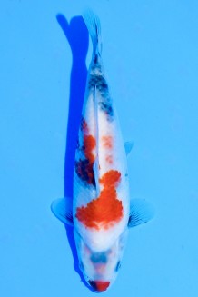 TATEGOI KINDAI SHOWA WEIBLICH Koi kaufen im Koishop