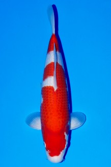 TATEGOI KOHAKU WEIBLICH +42CM Koi kaufen im Koishop