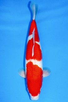 TATEGOI KOHAKU +50CM Koi kaufen im Koishop