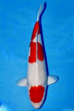 TATEGOI KOHAKU +53CM