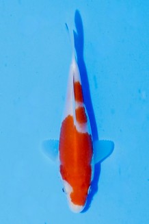 TATEGOI KOHAKU Koi kaufen im Koishop