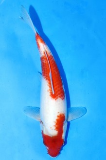 TATEGOI KOHAKU Koi kaufen im Koishop