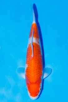 TATEGOI KOHAKU Koi kaufen im Koishop
