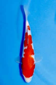 TATEGOI KOHAKU Koi kaufen im Koishop