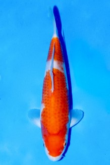 TATEGOI KOHAKU Koi kaufen im Koishop
