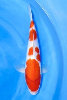 TATEGOI KOHAKU Koi kaufen im Koishop