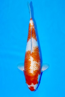 TATEGOI KOHAKU Koi kaufen im Koishop