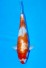 TATEGOI KOHAKU