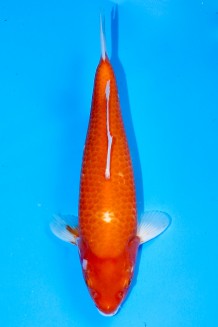 TATEGOI KOHAKU Koi kaufen im Koishop