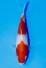 TATEGOI KOHAKU