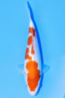 TATEGOI KOHAKU Koi kaufen im Koishop