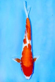 TATEGOI KOHAKU Koi kaufen im Koishop
