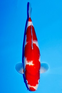 TATEGOI KOHAKU J. TOSAI Koi kaufen im Koishop
