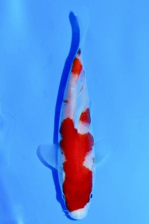 TATEGOI KOHAKU J. TOSAI Koi kaufen im Koishop