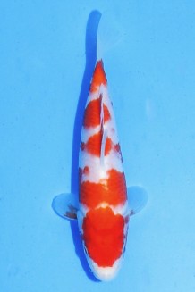 TATEGOI KOHAKU J. TOSAI Koi kaufen im Koishop