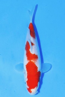 TATEGOI KOHAKU J. TOSAI Koi kaufen im Koishop