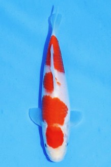 TATEGOI KOHAKU J. TOSAI Koi kaufen im Koishop