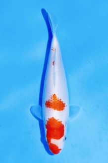 TATEGOI KOHAKU TOSAI Koi kaufen im Koishop