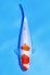 TATEGOI KOHAKU TOSAI