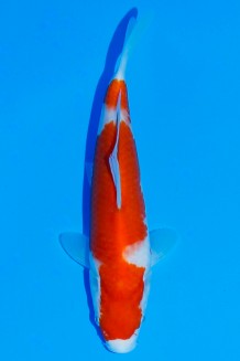 TATEGOI KOHAKU W. WEIBLICH Koi kaufen im Koishop