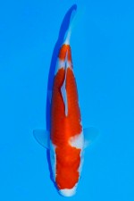 TATEGOI KOHAKU W. WEIBLICH