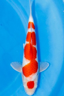 TATEGOI KOHAKU W. WEIBLICH Koi kaufen im Koishop