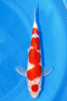 TATEGOI KOHAKU W. WEIBLICH Koi kaufen im Koishop