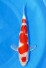 TATEGOI KOHAKU W. WEIBLICH