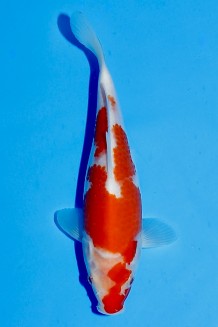 TATEGOI KOHAKU W. WEIBLICH J. TOSAI Koi kaufen im Koishop