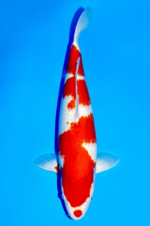TATEGOI KOHAKU WEIBLICH +60CM Koi kaufen im Koishop