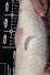 TATEGOI KOHAKU WEIBLICH +60CM