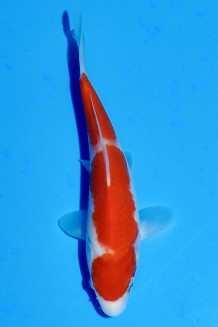 TATEGOI KOHAKU WEIBLICH Koi kaufen im Koishop