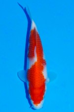 TATEGOI KOHAKU WEIBLICH