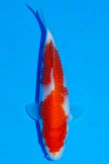 TATEGOI KOHAKU WEIBLICH Koi kaufen im Koishop